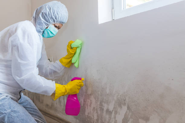 Trusted Frazeysburg, OH Mold Inspection Experts